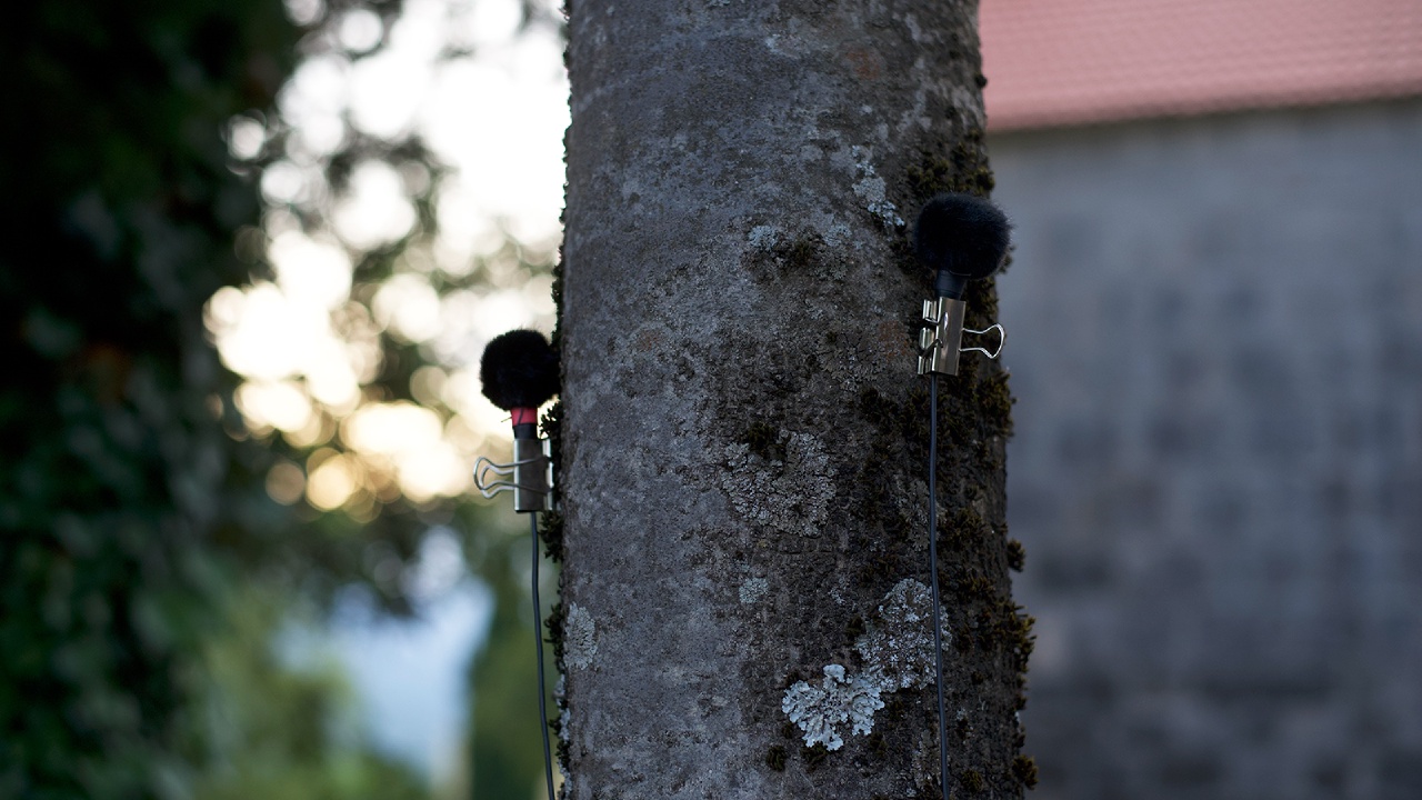 Microphones on tree