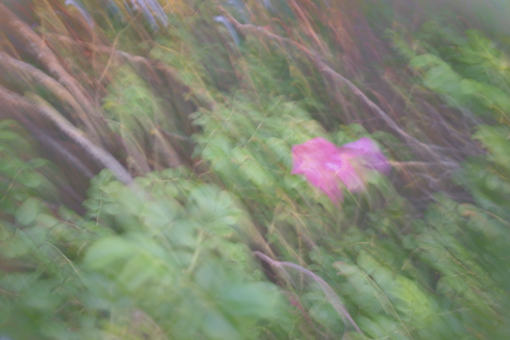 Cover image for Surroundings